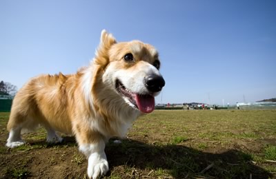 犬のお散歩